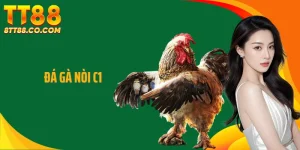 Đá Gà Nòi C1 - Chuẩn Mực Thi Đấu Đỉnh Cao Trên TT88