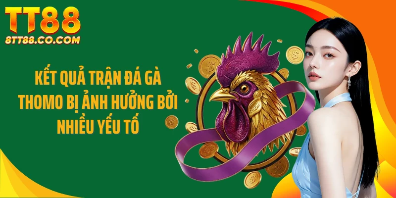 Kết quả trận đá gà thomo bị ảnh hưởng bởi nhiều yếu tố