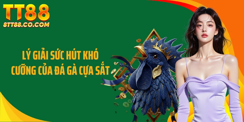 Lý giải sức hút khó cưỡng của đá gà cựa sắt