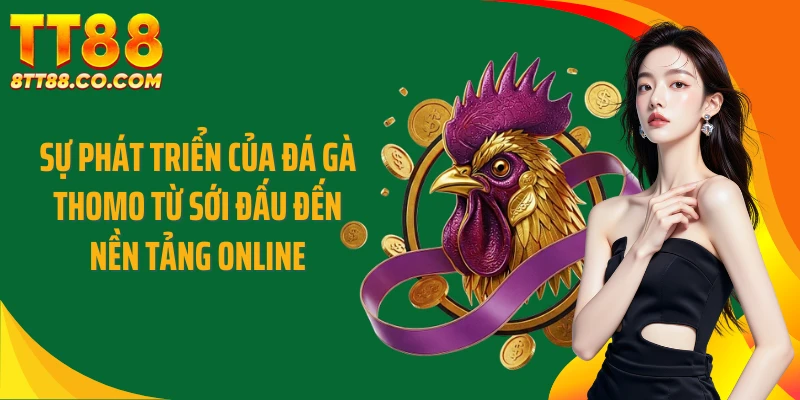 Sự phát triển của đá gà Thomo từ sới đấu đến nền tảng online